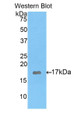 Western Blot; Sample: Recombinant protein. Western Blot; Sample: Recombinant protein.