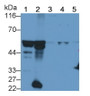 Western Blot; Sample: Recombinant protein.