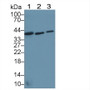 Western Blot; Sample: Lane1: Rat Skeletal muscle lysate; Lane2: Human Hela cell lysate; Lane3: Human 293T cell lysate; Primary Ab: 1µg/mL Rabbit Anti-Human TSTA3 Antibody; Second Ab: 0.2µg/mL HRP-Linked Caprine Anti-Rabbit IgG Polyclonal Antibody;