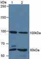 Western Blot; Sample: Lane1: Human 293T Cells; Lane2: Human HeLa Cells. Western Blot; Sample: Lane1: Human 293T Cells; Lane2: Human HeLa Cells.
