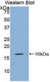 Western Blot ; Sample: Recombinant QSOX1, Human. Western Blot ; Sample: Recombinant QSOX1, Human.