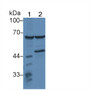 Western Blot; Sample: Lane1: Mouse Liver lysate; Lane2: Mouse Kidney lysate; ; Primary Ab: 1µg/ml Rabbit Anti-Human PRODH Antibody; Second Ab: 0.2µg/mL HRP-Linked Caprine Anti-Rabbit IgG Polyclonal Antibody; Western Blot; Sample: Lane1: Mouse Liver lysate; Lane2: Mouse Kidney lysate; ; Primary Ab: 1µg/ml Rabbit Anti-Human PRODH Antibody; Second Ab: 0.2µg/mL HRP-Linked Caprine Anti-Rabbit IgG Polyclonal Antibody;
