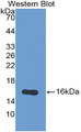 Western Blot; Sample: Recombinant protein. Western Blot; Sample: Recombinant protein.