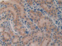 DAB staining on IHC-P; Samples: Mouse Kidney Tissue;  Primary Ab: 10µg/ml Rabbit Anti-Mouse MFAP2 An DAB staining on IHC-P; Samples: Mouse Kidney Tissue;  Primary Ab: 10µg/ml Rabbit Anti-Mouse MFAP2 An