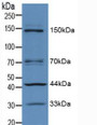 Western Blot; Sample: Mouse Brain Tissue. Western Blot; Sample: Mouse Brain Tissue.
