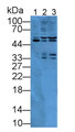 Western Blot; Sample: Lane1: Mouse Cerebrum lysate; Lane2: Mouse Pancreas lysate; Lane3: Mouse Stomach lysate; Primary Ab: 2µg/mL Rabbit Anti-Mouse ICA1 Antibody; Second Ab: 0.2µg/mL HRP-Linked Caprine Anti-Rabbit IgG Polyclonal Antibody;