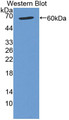 Western Blot; Sample: Recombinant protein. Western Blot; Sample: Recombinant protein.