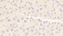 DAB staining on IHC-P; Samples: Mouse Liver Tissue; Primary Ab: 20μg/ml Rabbit Anti-Mouse HRG Antibody Second Ab: 2µg/mL HRP-Linked Caprine Anti-Rabbit IgG Polyclonal Antibody DAB staining on IHC-P; Samples: Mouse Liver Tissue; Primary Ab: 20μg/ml Rabbit Anti-Mouse HRG Antibody Second Ab: 2µg/mL HRP-Linked Caprine Anti-Rabbit IgG Polyclonal Antibody