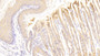 DABstainingonIHC-P.Samples:MouseTissue) DABstainingonIHC-P.Samples:MouseTissue)