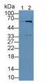 Western Blot; Sample: Lane1: Rat Blood cell lysate; Lane2: Rat Serum; Primary Ab: 3µg/mL Rabbit Anti-Rat HAS1 Antibody; Second Ab: 0.2µg/mL HRP-Linked Caprine Anti-Rabbit IgG Polyclonal Antibody; Western Blot; Sample: Lane1: Rat Blood cell lysate; Lane2: Rat Serum; Primary Ab: 3µg/mL Rabbit Anti-Rat HAS1 Antibody; Second Ab: 0.2µg/mL HRP-Linked Caprine Anti-Rabbit IgG Polyclonal Antibody;