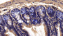 DAB staining on IHC-P; Sample: Mouse Colon Tissue; Primary Ab: 20ug/ml Rabbit Anti-Mouse FUR Antibody Second Ab: 2µg/mL HRP-Linked Caprine Anti-Rabbit IgG Polyclonal Antibody