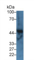 Western Blot; Sample: Bovine Liver lysate; Primary Ab: 3µg/ml Rabbit Anti-Bovine FGg Antibody Second Ab: 0.2µg/mL HRP-Linked Caprine Anti-Rabbit IgG Polyclonal Antibody Western Blot; Sample: Bovine Liver lysate; Primary Ab: 3µg/ml Rabbit Anti-Bovine FGg Antibody Second Ab: 0.2µg/mL HRP-Linked Caprine Anti-Rabbit IgG Polyclonal Antibody