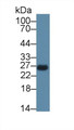 Western Blot; Sample: Rat Spleen lysate; Primary Ab: 1µg/ml Rabbit Anti-Mouse CEBPd Antibody Second Ab: 0.2µg/mL HRP-Linked Caprine Anti-Rabbit IgG Polyclonal Antibody