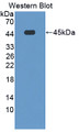 Western Blot; Sample: Recombinant protein. Western Blot; Sample: Recombinant protein.