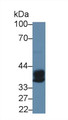 Western Blot; Sample: Rat Bone marrow lysate; Primary Ab: 5µg/ml Rabbit Anti-Human CPA3 Antibody Second Ab: 0.2µg/mL HRP-Linked Caprine Anti-Rabbit IgG Polyclonal Antibody