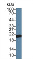 Western Blot; Sample: Canine Serum; Primary Ab: 2µg/ml Rabbit Anti-Canine APOM Antibody Second Ab: 0.2µg/mL HRP-Linked Caprine Anti-Rabbit IgG Polyclonal Antibody Western Blot; Sample: Canine Serum; Primary Ab: 2µg/ml Rabbit Anti-Canine APOM Antibody Second Ab: 0.2µg/mL HRP-Linked Caprine Anti-Rabbit IgG Polyclonal Antibody