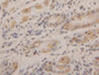 DAB staining on IHC-P; Samples: Human Stomach Tissue)