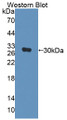 Western Blot; Sample: Recombinant protein.