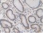 DAB staining on IHC-P; Samples: Human Stomach Tissue