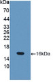 Western Blot; Sample: Recombinant OCLN, Mouse. Western Blot; Sample: Recombinant OCLN, Mouse.