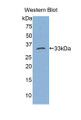 Western Blot; Sample: Recombinant protein. Western Blot; Sample: Recombinant protein.