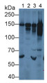 Western Blot; Sample: Lane1: Mouse Heart lysate; Lane2: Mouse Lung lysate; Lane3: Rat Heart lysate; Lane4: Rat Lung lysate; Primary Ab: 2µg/mL Rabbit Anti-Mouse COL6a1 Antibody; Second Ab: 0.2µg/mL HRP-Linked Caprine Anti-Rabbit IgG Polyclonal Antibody;