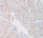 Collagen Type VI Alpha 1 (COL6a1) Polyclonal Antibody, Cat#CAU24608