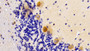 DAB staining on IHC-P; Samples: Rat Cerebellum Tissue;  Primary Ab: 10μg/ml Rabbit Anti-Rat NOG Antibody Second Ab: 2µg/mL HRP-Linked Caprine Anti-Rabbit IgG Polyclonal Antibody  DAB staining on IHC-P; Samples: Rat Cerebellum Tissue;  Primary Ab: 10μg/ml Rabbit Anti-Rat NOG Antibody Second Ab: 2µg/mL HRP-Linked Caprine Anti-Rabbit IgG Polyclonal Antibody