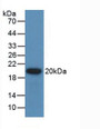 Western Blot; Sample: Recombinant GREM1, Human.