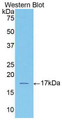 Western Blot; Sample: Recombinant protein.