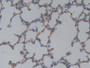 DAB staining on IHC-P; Samples: Rat Lung Tissue) DAB staining on IHC-P; Samples: Rat Lung Tissue)