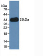 Western Blot; Sample: Recombinant LAMC1, Human.