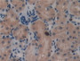 DAB staining on IHC-P; Samples: Mouse Kidney Tissue; Primary Ab: 10µg/ml Rabbit Anti-Mouse LAMb3 Antibody Second Ab: 2µg/mL HRP-Linked Caprine Anti-Rabbit IgG Polyclonal Antibody