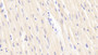 DAB staining on fromalin fixed paraffin- embedded Kidney tissue) DAB staining on fromalin fixed paraffin- embedded Kidney tissue)