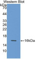 Western Blot; Sample: Recombinant protein.