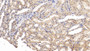 DABstainingonIHC-P.Samples:RatTissue)