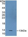 Western Blot; Sample: Recombinant S100A2, Human. Western Blot; Sample: Recombinant S100A2, Human.