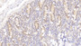 DAB staining on IHC-P; Samples: Human Small intestine Tissue; Primary Ab: 20μg/ml Rabbit Anti-Human APOA4 Antibody Second Ab: 2µg/mL HRP-Linked Caprine Anti-Rabbit IgG Polyclonal Antibody