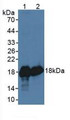 Western Blot; Sample: Lane1: Ovine Liver Tissue; Lane2: Ovine Brain Tissue.