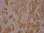 DAB staining on IHC-P; Samples: Mouse Kidney Tissue