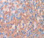 Syndecan 4 (SDC4) Polyclonal Antibody, Cat#CAU25030 Syndecan 4 (SDC4) Polyclonal Antibody, Cat#CAU25030