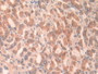 DAB staining on IHC-P; Samples: Mouse Stomach Tissue. DAB staining on IHC-P; Samples: Mouse Stomach Tissue.