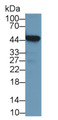 Western Blot; Sample: Mouse Heart lysate; Primary Ab: 2μg/ml Rabbit Anti-Human SAG Antibody; Second Ab: 0.2µg/mL HRP-Linked Caprine Anti-Rabbit IgG Polyclonal Antibody; Western Blot; Sample: Mouse Heart lysate; Primary Ab: 2μg/ml Rabbit Anti-Human SAG Antibody; Second Ab: 0.2µg/mL HRP-Linked Caprine Anti-Rabbit IgG Polyclonal Antibody;