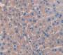 Aggrecan (AGC) Polyclonal Antibody, Cat#CAU25084 Aggrecan (AGC) Polyclonal Antibody, Cat#CAU25084
