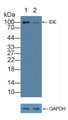 Knockout Varification: ; Lane 1: Wild-type HepG2 cell lysate; ; Lane 2: IDE knockout HepG2 cell lysate; ; Predicted MW: 118,54kd ; Observed MW: 100kd; Primary Ab: 1µg/ml Rabbit Anti-Human IDE Antibody; Second Ab: 0.2µg/mL HRP-Linked Caprine Anti-Rabbit IgG Polyclonal Antibody; Knockout Varification: ; Lane 1: Wild-type HepG2 cell lysate; ; Lane 2: IDE knockout HepG2 cell lysate; ; Predicted MW: 118,54kd ; Observed MW: 100kd; Primary Ab: 1µg/ml Rabbit Anti-Human IDE Antibody; Second Ab: 0.2µg/mL HRP-Linked Caprine Anti-Rabbit IgG Polyclonal Antibody;