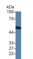 Western Blot; Sample: Rat Blood Cells lysate; Primary Ab: 2µg/ml Rabbit Anti-Rat F7 Antibody Second Ab: 0.2µg/mL HRP-Linked Caprine Anti-Rabbit IgG Polyclonal Antibody Western Blot; Sample: Rat Blood Cells lysate; Primary Ab: 2µg/ml Rabbit Anti-Rat F7 Antibody Second Ab: 0.2µg/mL HRP-Linked Caprine Anti-Rabbit IgG Polyclonal Antibody