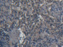 DAB staining on IHC-P; Samples: Porcine Spleen Tissue;  Primary Ab: 20µg/ml Rabbit Anti-Porcine CD3d