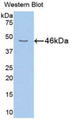 Western Blot; Sample: Recombinant protein.