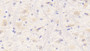 DAB staining on IHC-P; Samples: Mouse Cerebrum Tissue;  Primary Ab: 20μg/ml Rabbit Anti-Mouse NRG1 Antibody Second Ab: 2µg/mL HRP-Linked Caprine Anti-Rabbit IgG Polyclonal Antibody 