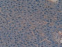 DAB staining on IHC-P; Samples: Mouse Liver Tissue.